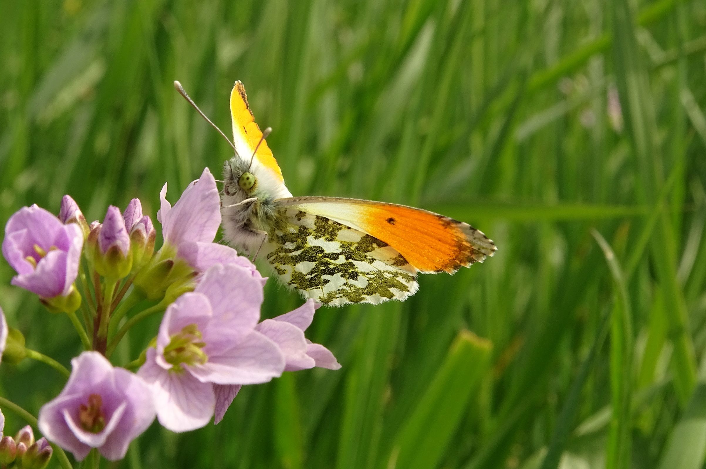 Foto van een vlinder, een oranjetipje, op een bloem